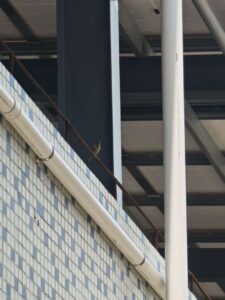 bird by the garret floor