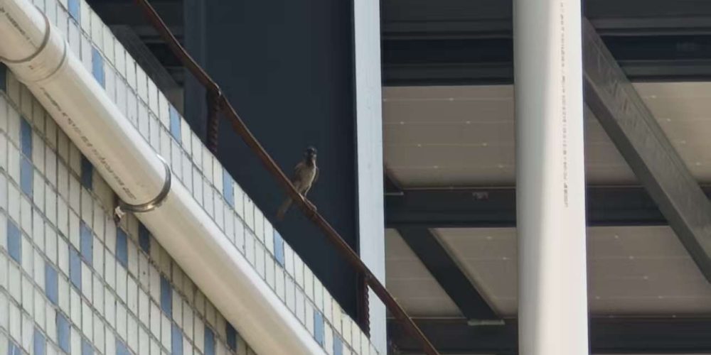 bird by the garret floor